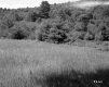Grassy Field