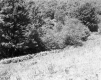 Trees on Slope