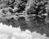 Trees at Water