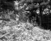 Close-Up in Forest