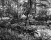 Ferns in Forest