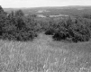 Grassy Hilltop