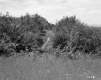 Shrubs and Grass