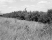 Grass and Shrubs