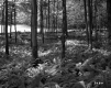 Ferns in Forest