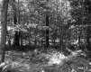 Forest with Ferns