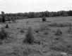 Field to Trees