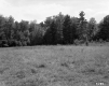 Field and Trees