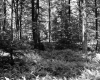 Ferns in Forest