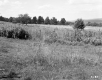 Grassy Field