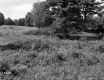 Field with Plants