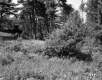Trees by Field