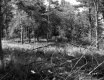 Branches in Field