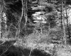 Forest and Plants