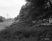 Electrical Lines Through Trees