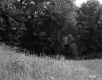Grassy Field