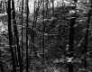 Forest View