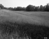 Grassy Field