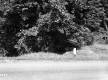 Wood Pole by Road