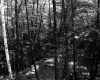 Forest View