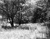 Grassy Field