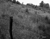 Grassy Hillside