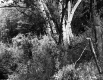 Birch Trees