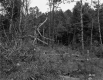 Fallen Branches