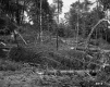 Fallen Trees