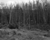 Cut Trees