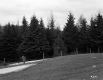Wire Fence and Trees