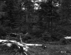 Fallen Trees