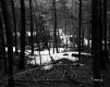 Trees on Slope