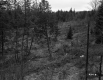 Fallen Trees