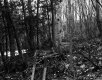 Forest Floor