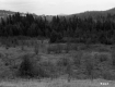 Field and Trees