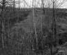 Thickets