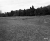 Field with Tree Trunks