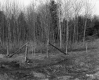 Trees and Wood Poles