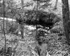 Close-up of Riparian Plants and Brush