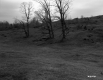 Trees at Bottom of Slope