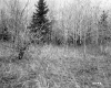 Small Trees