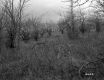 Tall Grass and Trees