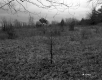 Field with Trees
