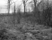 Grass and Thickets