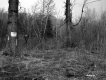 Forest Edge