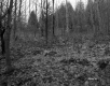Forest Ground with Leaves