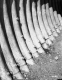 Steel Pipe