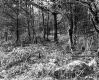 Brush in Forest