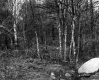 Forest and Rock